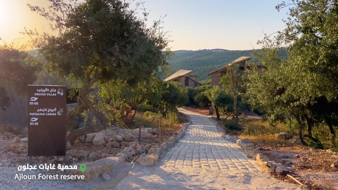 Ajloun Forest Reserve 제라시 외부 사진
