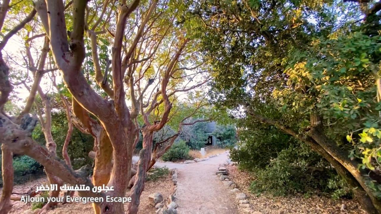 Ajloun Forest Reserve 제라시 외부 사진